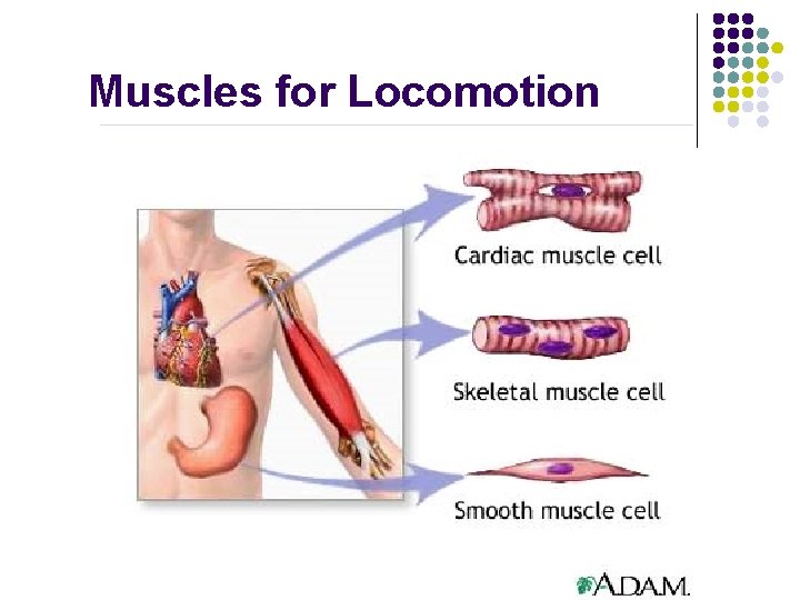Muscles for Locomotion Muscles for Locomotion
