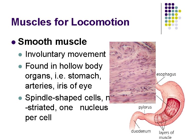 Muscles for Locomotion l Smooth muscle l l l Involuntary movement Found in hollow Muscles for Locomotion l Smooth muscle l l l Involuntary movement Found in hollow