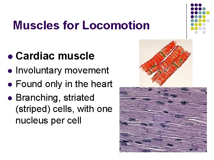 Muscles for Locomotion l Cardiac muscle l Involuntary movement Found only in the heart Muscles for Locomotion l Cardiac muscle l Involuntary movement Found only in the heart