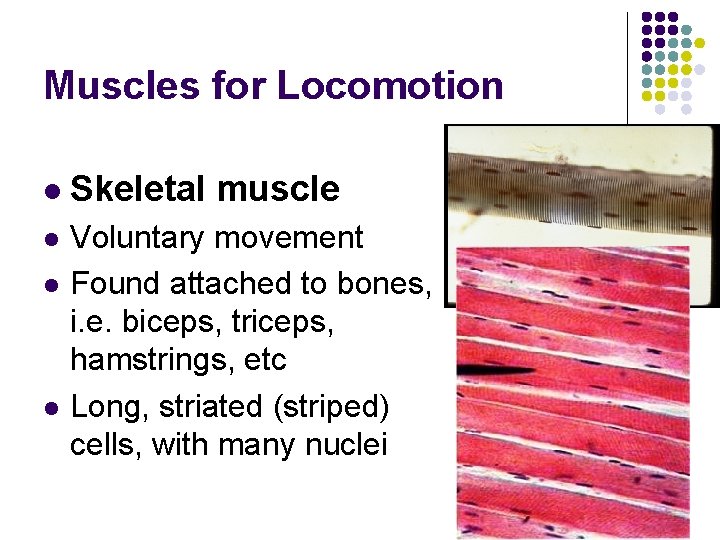 Muscles for Locomotion l Skeletal muscle l Voluntary movement Found attached to bones, i. Muscles for Locomotion l Skeletal muscle l Voluntary movement Found attached to bones, i.
