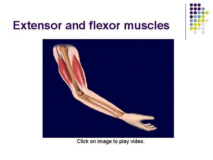 Extensor and flexor muscles Click on image to play video. Extensor and flexor muscles Click on image to play video.