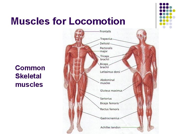 Muscles for Locomotion Common Skeletal muscles Muscles for Locomotion Common Skeletal muscles