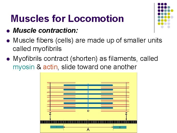 Muscles for Locomotion l l l Muscle contraction: Muscle fibers (cells) are made up Muscles for Locomotion l l l Muscle contraction: Muscle fibers (cells) are made up