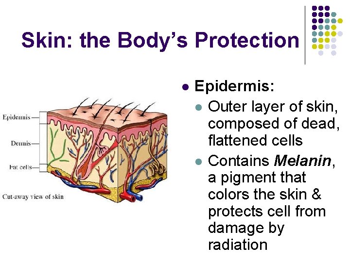 Skin: the Body’s Protection l Epidermis: l Outer layer of skin, composed of dead, Skin: the Body’s Protection l Epidermis: l Outer layer of skin, composed of dead,