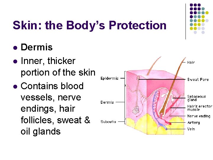 Skin: the Body’s Protection l l l Dermis Inner, thicker portion of the skin Skin: the Body’s Protection l l l Dermis Inner, thicker portion of the skin