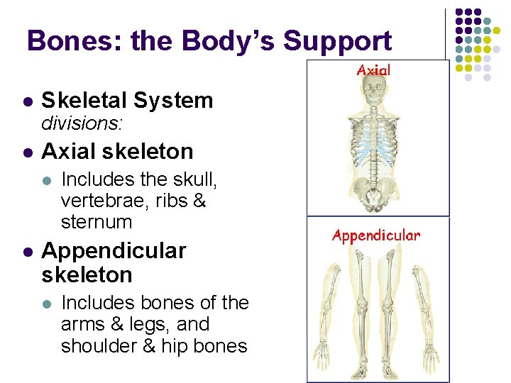 Bones: the Body’s Support l Skeletal System divisions: l Axial skeleton l l Includes Bones: the Body’s Support l Skeletal System divisions: l Axial skeleton l l Includes