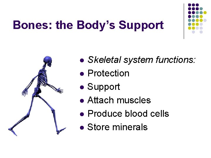 Bones: the Body’s Support l l l Skeletal system functions: Protection Support Attach muscles Bones: the Body’s Support l l l Skeletal system functions: Protection Support Attach muscles