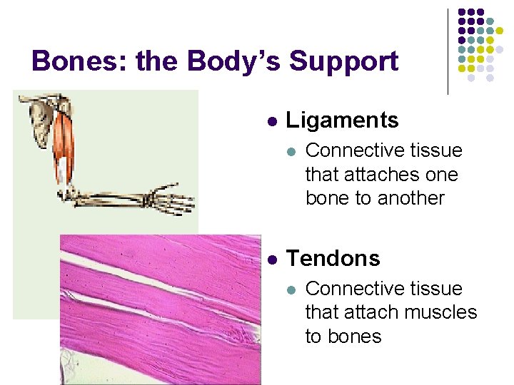 Bones: the Body’s Support l Ligaments l l Connective tissue that attaches one bone Bones: the Body’s Support l Ligaments l l Connective tissue that attaches one bone