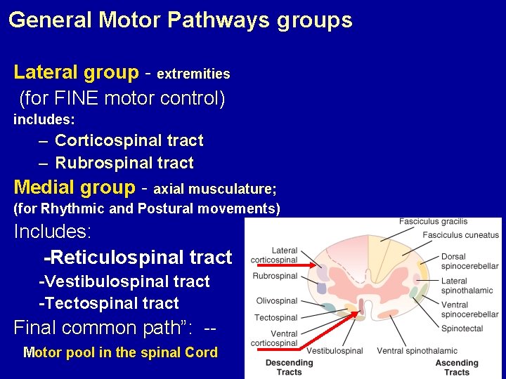 General Motor Pathways groups Lateral group - extremities (for FINE motor control) includes: –