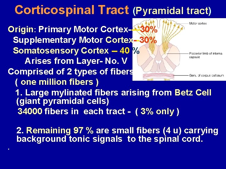 Corticospinal Tract (Pyramidal tract) Origin: Primary Motor Cortex----30% Supplementary Motor Cortex--30% Somatosensory Cortex --