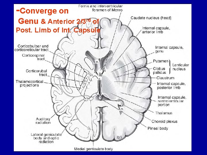 -Converge on Genu & Anterior 2/3 rd of Post. Limb of Int. Capsule 