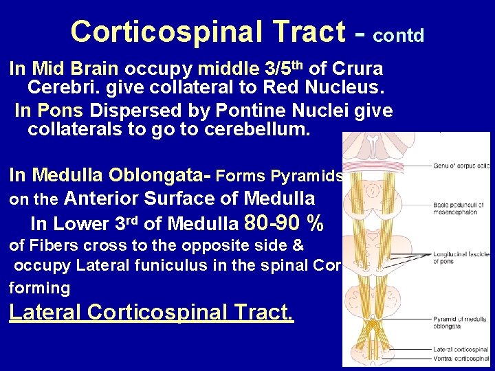 Corticospinal Tract - contd In Mid Brain occupy middle 3/5 th of Crura Cerebri.
