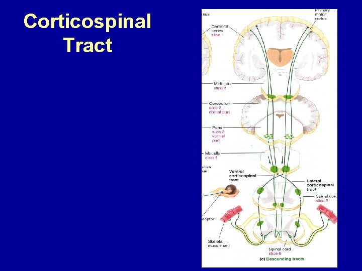 Corticospinal Tract 