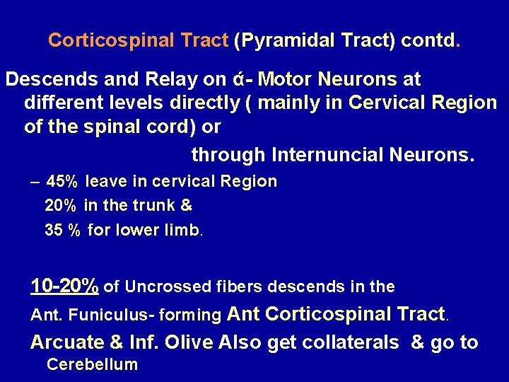 Corticospinal Tract (Pyramidal Tract) contd. Descends and Relay on ά- Motor Neurons at different