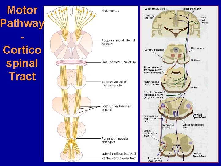 Motor Pathway Cortico spinal Tract 