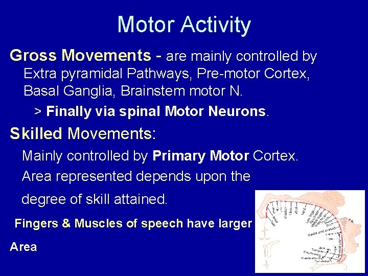 Motor Activity Gross Movements - are mainly controlled by Extra pyramidal Pathways, Pre-motor Cortex,