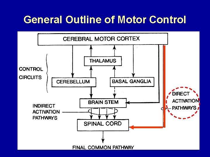 General Outline of Motor Control 