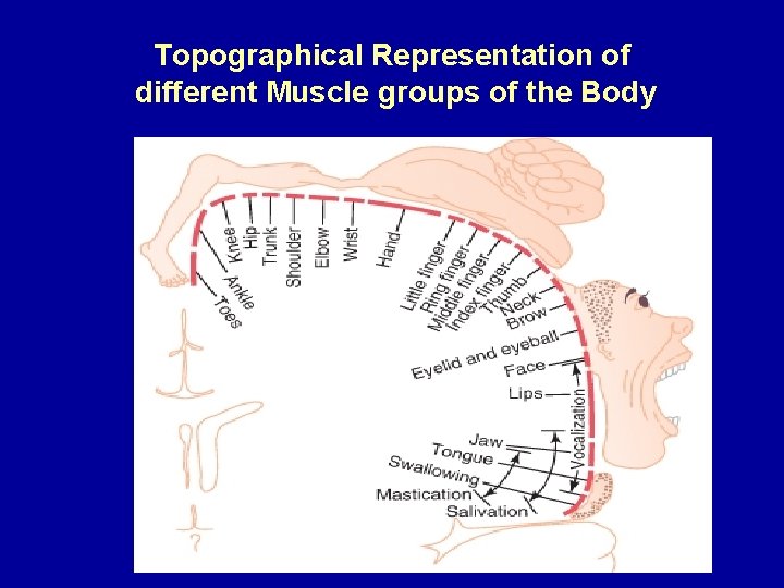 Topographical Representation of different Muscle groups of the Body 