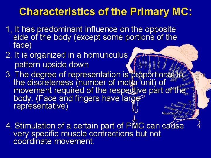 Characteristics of the Primary MC: 1, It has predominant influence on the opposite side