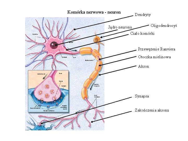 Komórka nerwowa - neuron Dendryty Oligodendrocyt Jądro neuronu Ciało komórki Przewężenie Ranviera Otoczka mielinowa