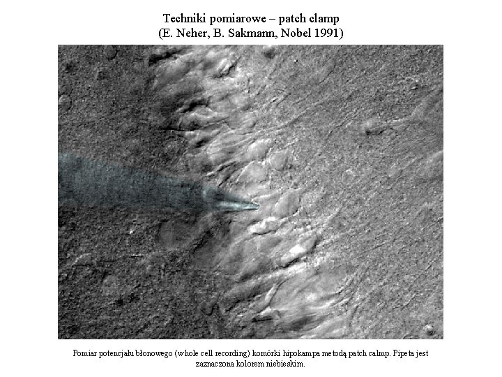 Techniki pomiarowe – patch clamp (E. Neher, B. Sakmann, Nobel 1991) Pomiar potencjału błonowego