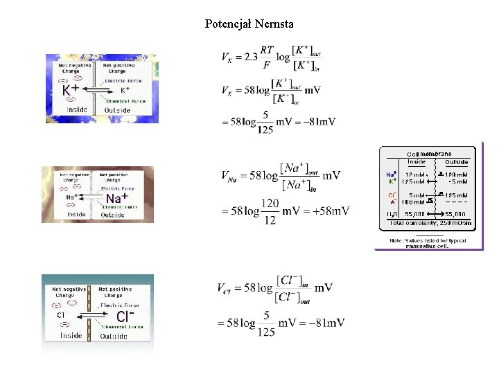 Potencjał Nernsta 