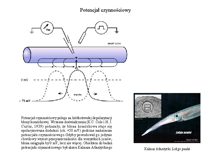 Potencjał czynnościowy polega na krótkotrwałej depolaryzacji błony komórkowej. Wczesne doświadczenia (K. C. Cole i