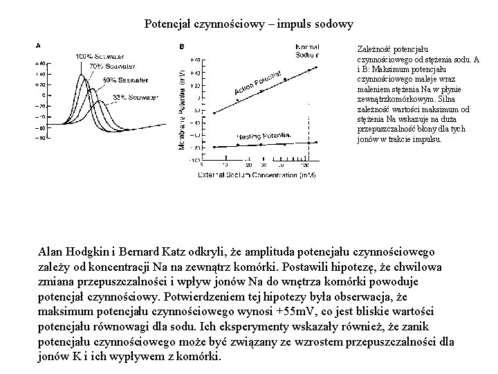 Potencjał czynnościowy – impuls sodowy Zależność potencjału czynnościowego od stężenia sodu. A i B: