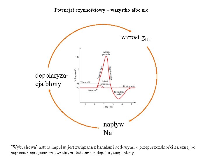 Potencjał czynnościowy – wszystko albo nic! wzrost g. Na depolaryzacja błony napływ Na+ ‘Wybuchowa’