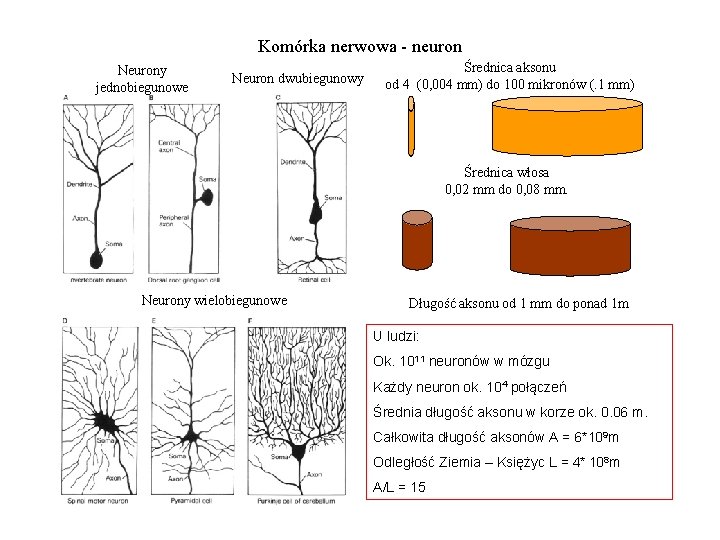 Komórka nerwowa - neuron Neurony jednobiegunowe Neuron dwubiegunowy Średnica aksonu od 4 (0, 004