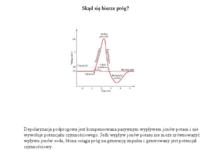 Skąd się bierze próg? Depolaryzacja podprogowa jest kompensowana pasywnym wypływem jonów potasu i nie