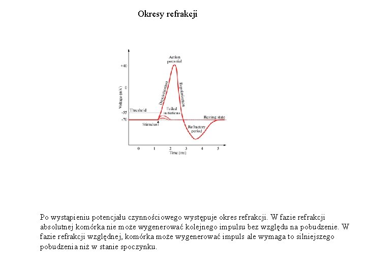 Okresy refrakcji Po wystąpieniu potencjału czynnościowego występuje okres refrakcji. W fazie refrakcji absolutnej komórka