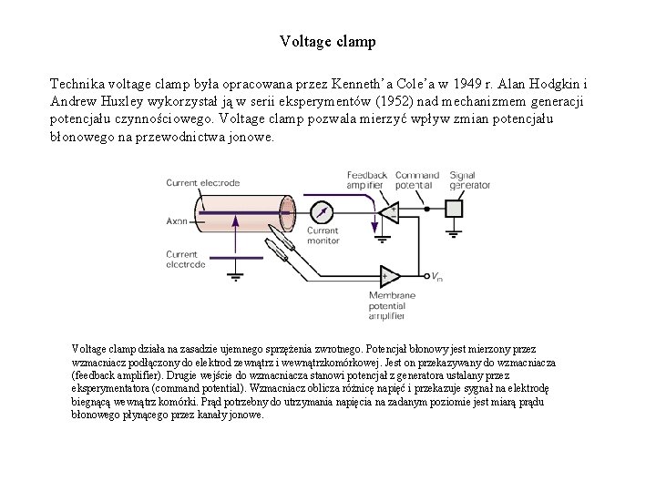 Voltage clamp Technika voltage clamp była opracowana przez Kenneth’a Cole’a w 1949 r. Alan