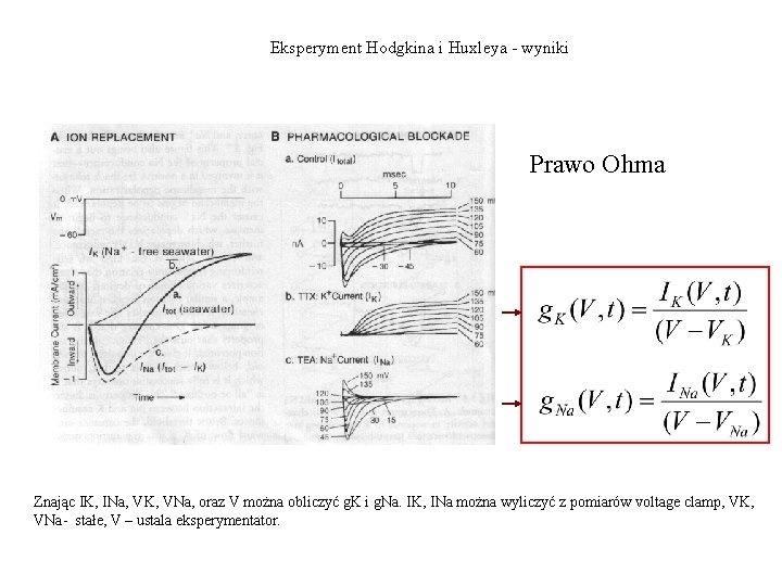 Eksperyment Hodgkina i Huxleya - wyniki Prawo Ohma Znając IK, INa, VK, VNa, oraz