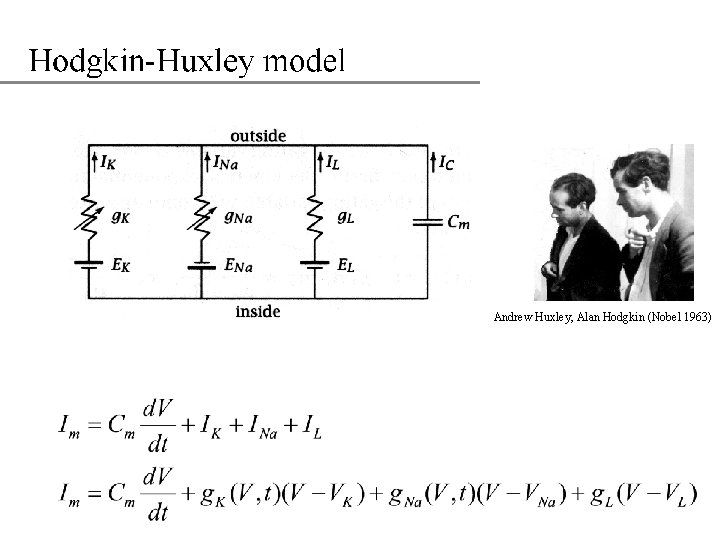 Andrew Huxley, Alan Hodgkin (Nobel 1963) 