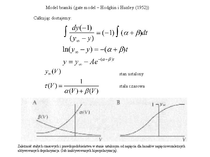 Model bramki (gate model – Hodgkin i Huxley (1952)) Całkując dostajemy: stan ustalony stała