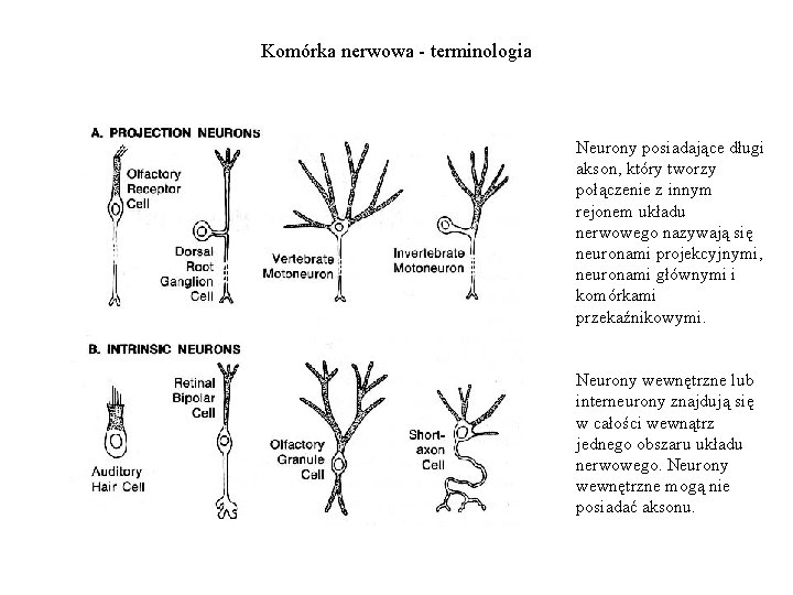 Komórka nerwowa - terminologia Neurony posiadające długi akson, który tworzy połączenie z innym rejonem