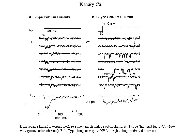 Kanały Ca+ Dwa rodzaje kanałów wapniowych rejestrowanych metodą patch clamp. A. T-type (transient lub