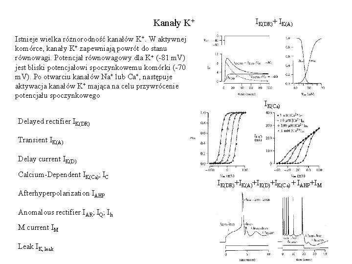Kanały K+ Istnieje wielka różnorodność kanałów K+. W aktywnej komórce, kanały K+ zapewniają powrót