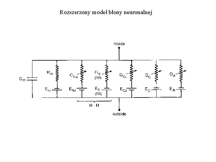 Rozszerzony model błony neuronalnej 