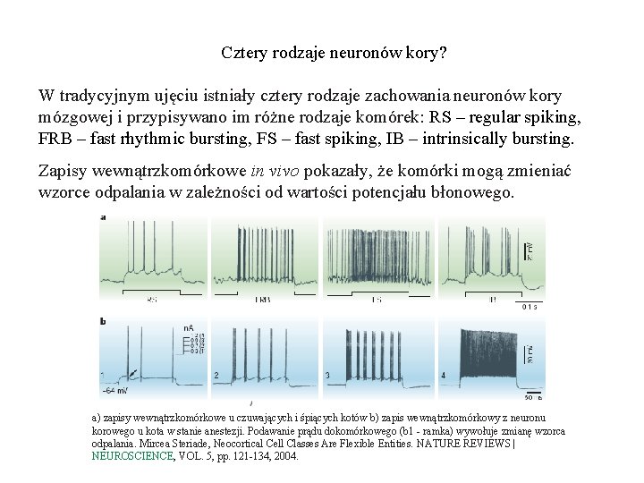 Cztery rodzaje neuronów kory? W tradycyjnym ujęciu istniały cztery rodzaje zachowania neuronów kory mózgowej