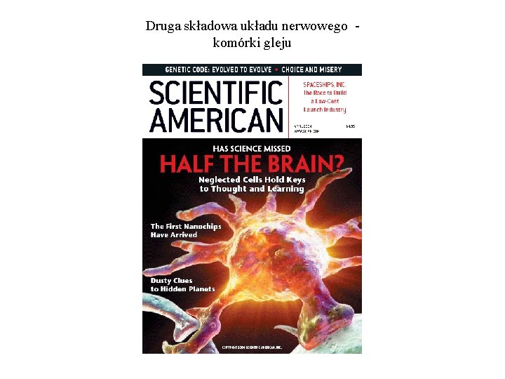 Druga składowa układu nerwowego komórki gleju 