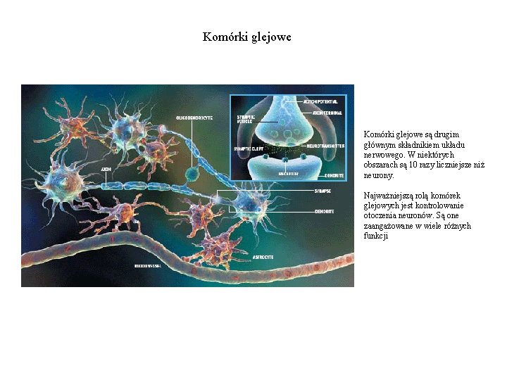 Komórki glejowe są drugim głównym składnikiem układu nerwowego. W niektórych obszarach są 10 razy