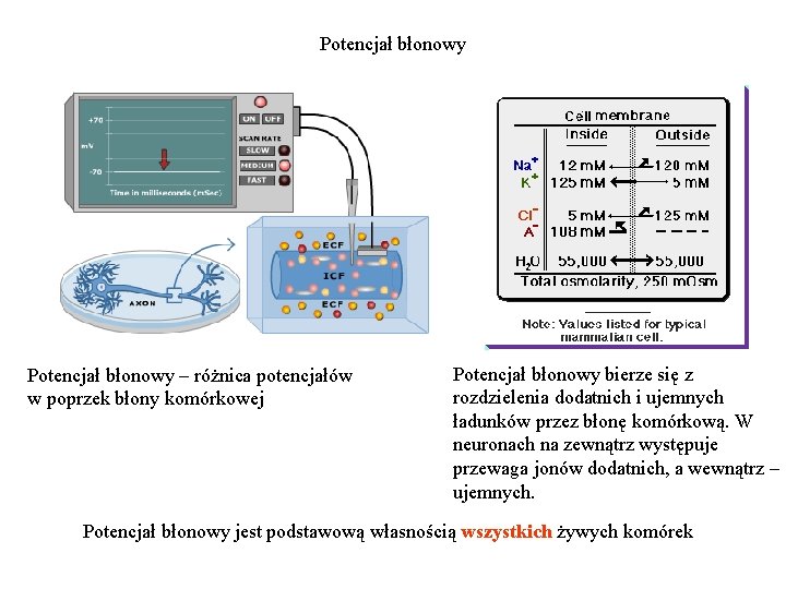 Potencjał błonowy – różnica potencjałów w poprzek błony komórkowej Potencjał błonowy bierze się z