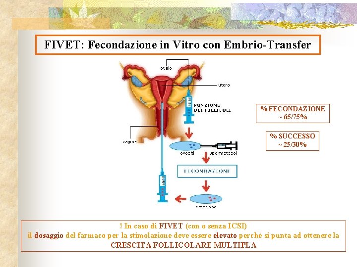 FIVET: Fecondazione in Vitro con Embrio-Transfer % FECONDAZIONE ~ 65/75% % SUCCESSO ~ 25/30%