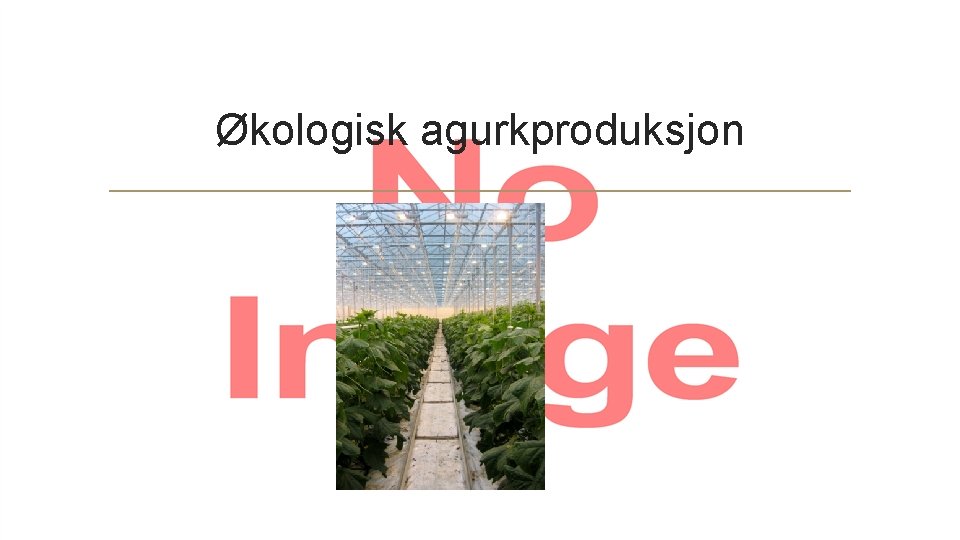 Økologisk agurkproduksjon 