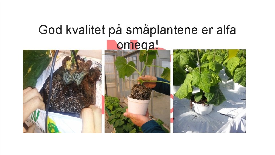 God kvalitet på småplantene er alfa omega! 