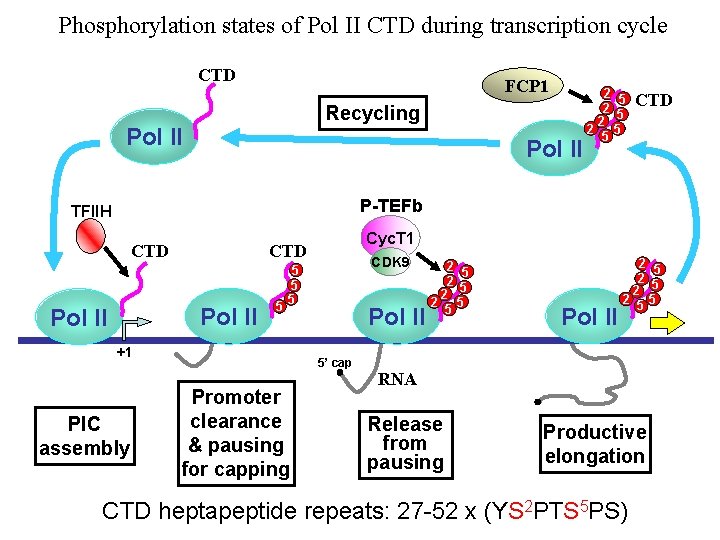 Phosphorylation states of Pol II CTD during transcription cycle CTD FCP 1 Recycling Pol