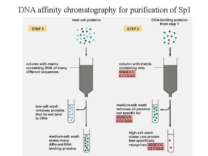 DNA affinity chromatography for purification of Sp 1 