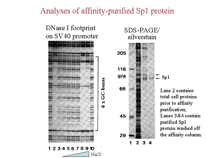 Analyses of affinity-purified Sp 1 protein DNase I footprint on SV 40 promoter 6